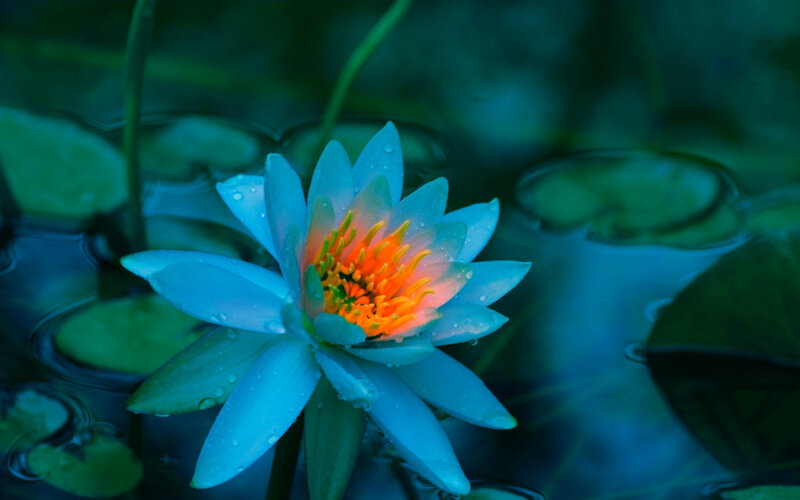 Blue Water Lily Flower — Serene, Photograph, Lily Pad, Petals