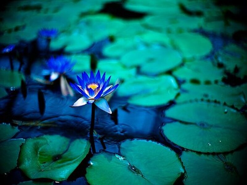 Blue Water Lily Flower — Serene, Photograph, Lily Pads