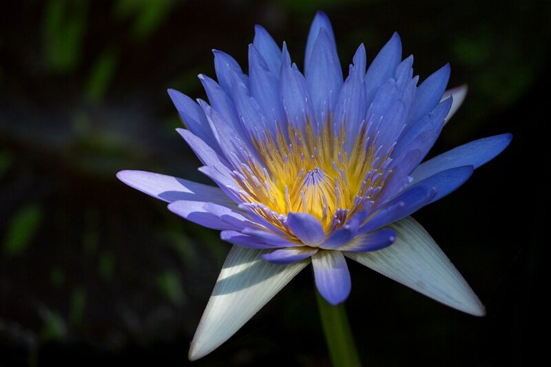 Blue Water Lily Flower — Serene, Photograph, Petals, Stamen