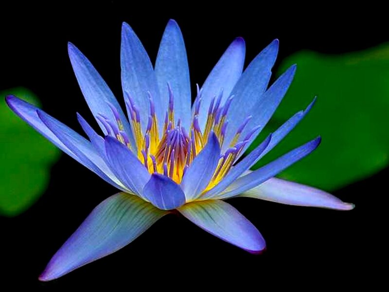 Blue Water Lily Flower — Serene, Photograph, Petals