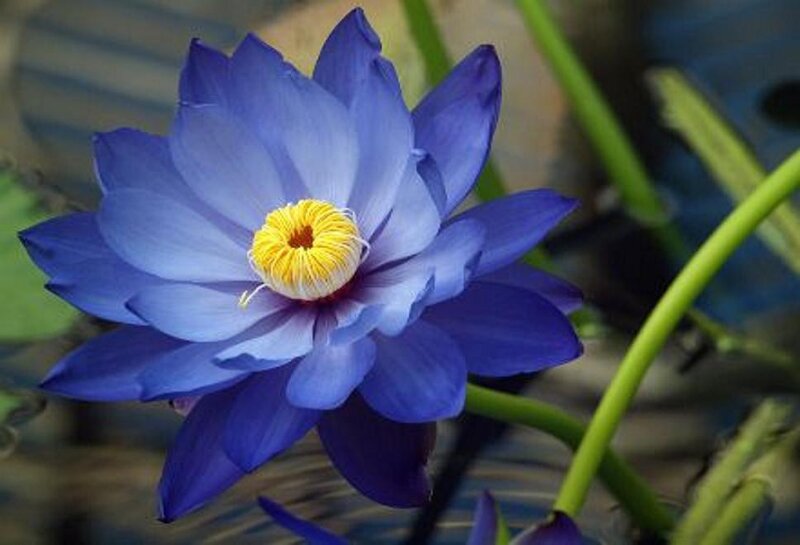 Blue Water Lily Flower — Serene, Photograph