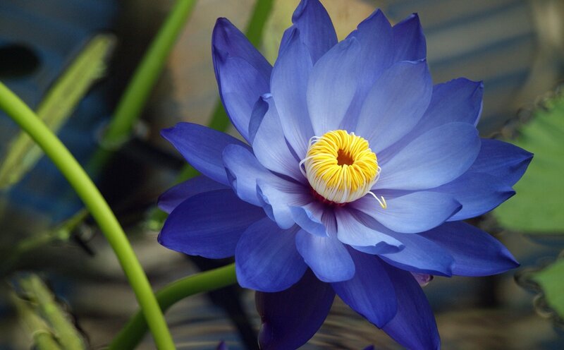Blue Water Lily Flower — Serene, Photograph, Yellow Center