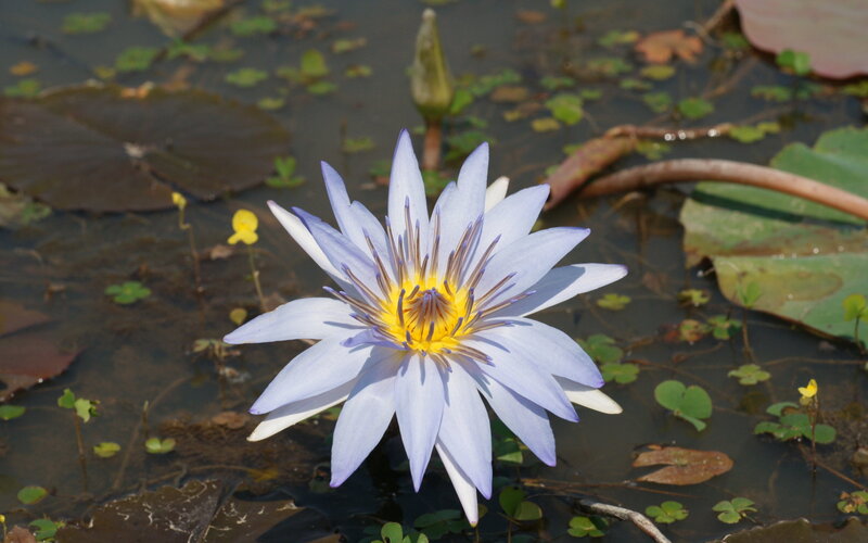 Blue Water Lily Flower — Serene