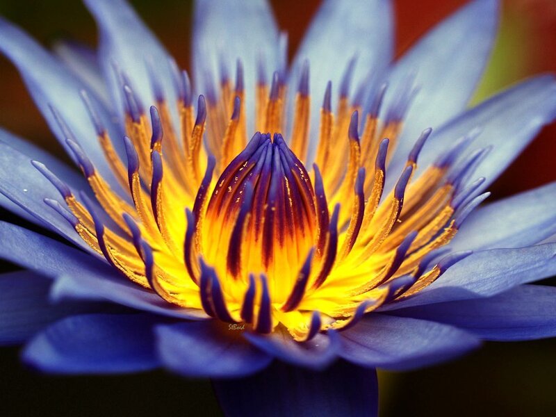 Blue Water Lily Flower — Vibrant
