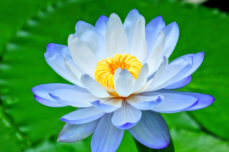 Blue Water Lily Flower — White