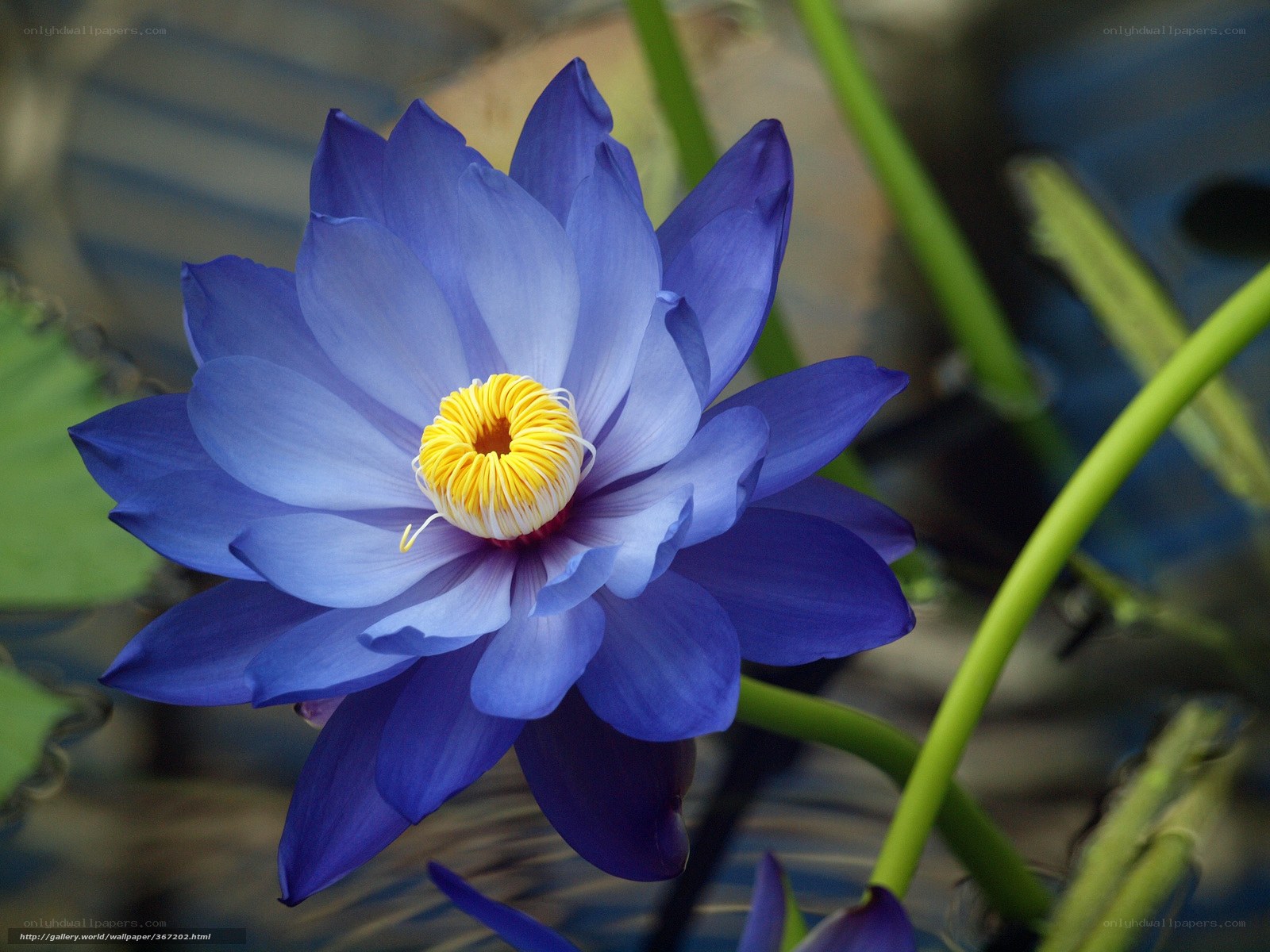 Blue water lily flower