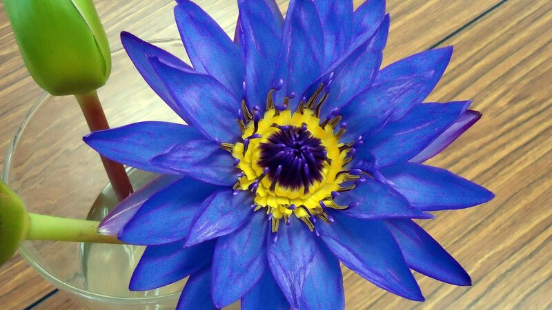 blue water lily in glass vase