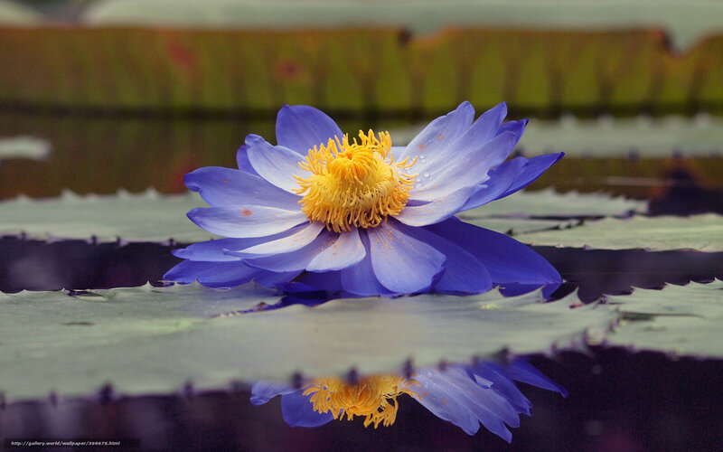 Blue water lily in pond