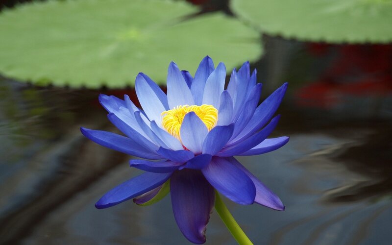Blue water lily in pond