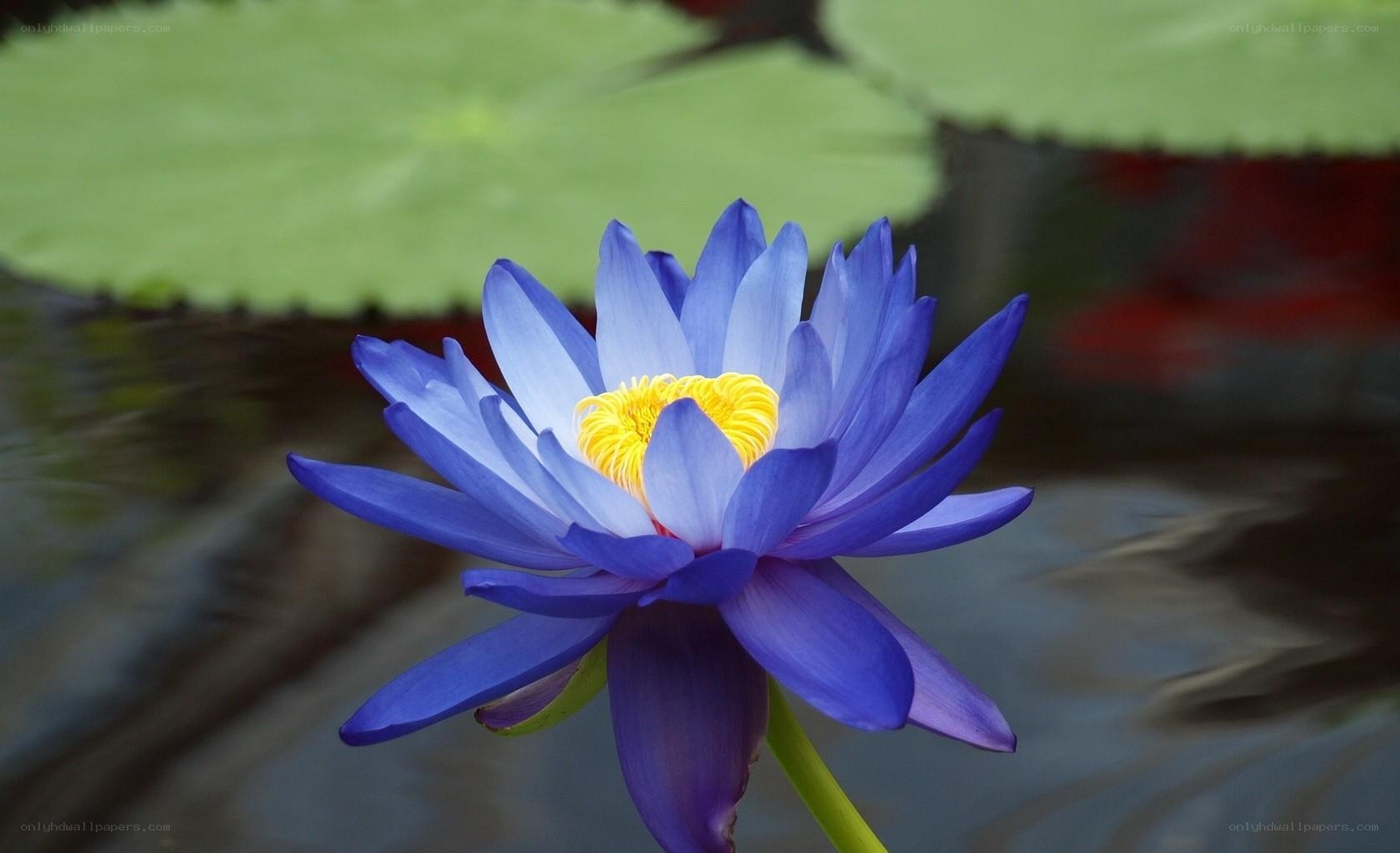Blue water lily in pond