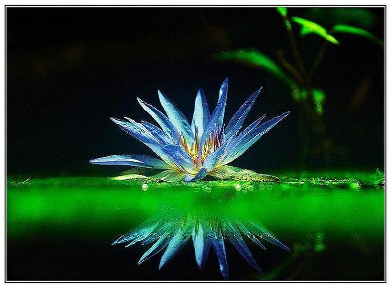 Blue water lily in still water