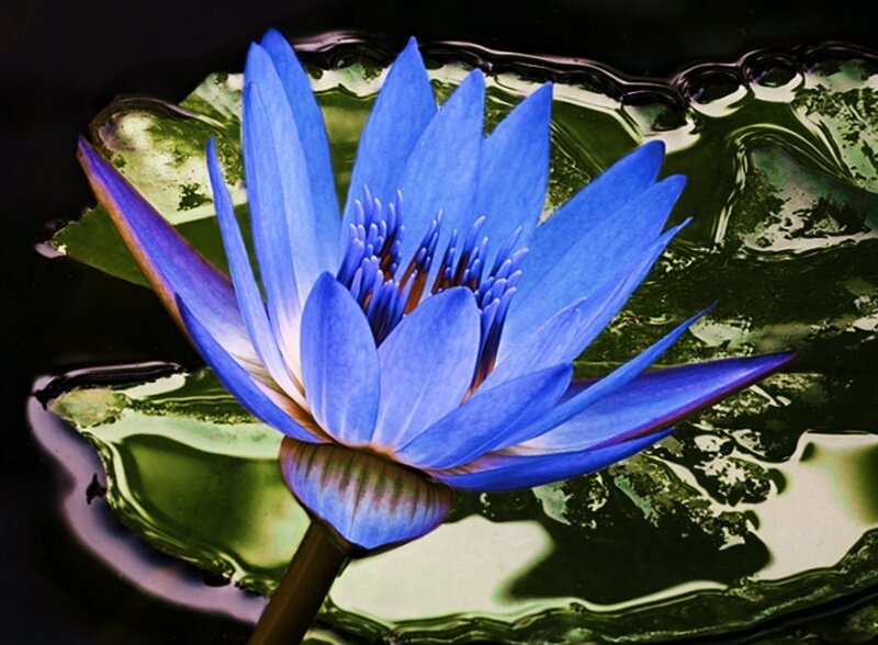 Blue water lily on a pond