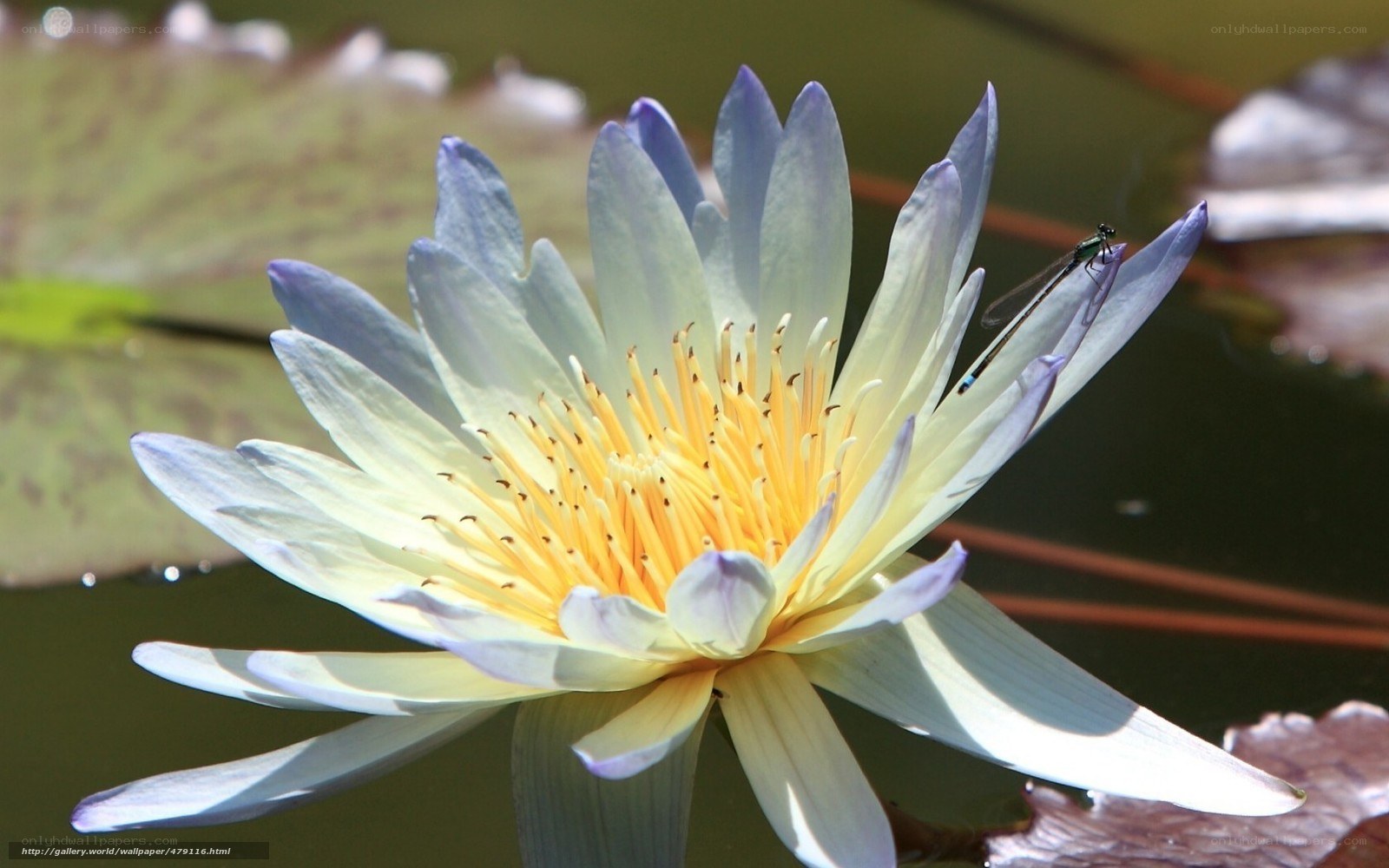 Blue water lily with dragonfly