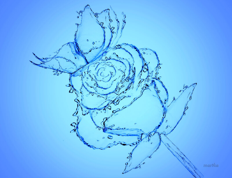 Blue Water Rose