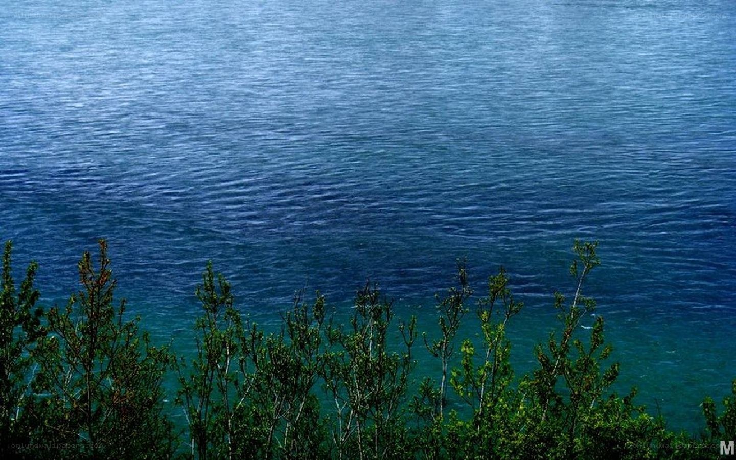 blue water with green shrubs
