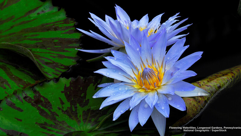 Blue Waterlily Flower