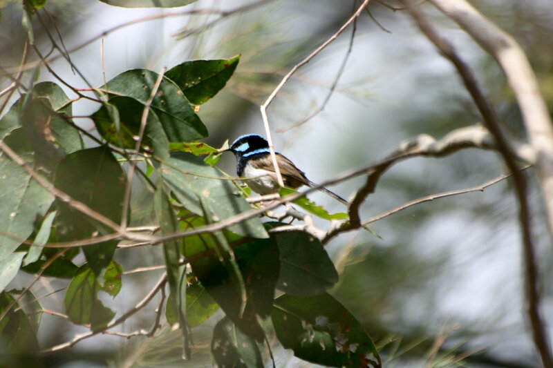 Blue-wattled fairywren perched