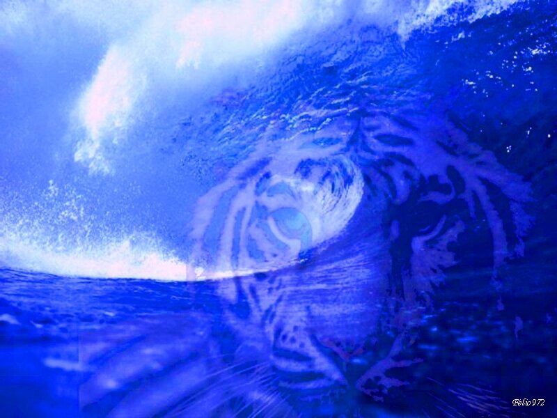 Blue wave with tiger face