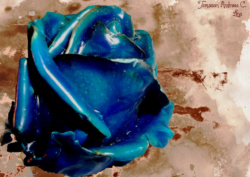 Blue Wax Rose