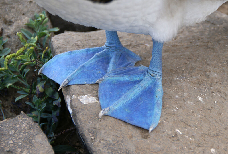 blue webbed feet of a bird