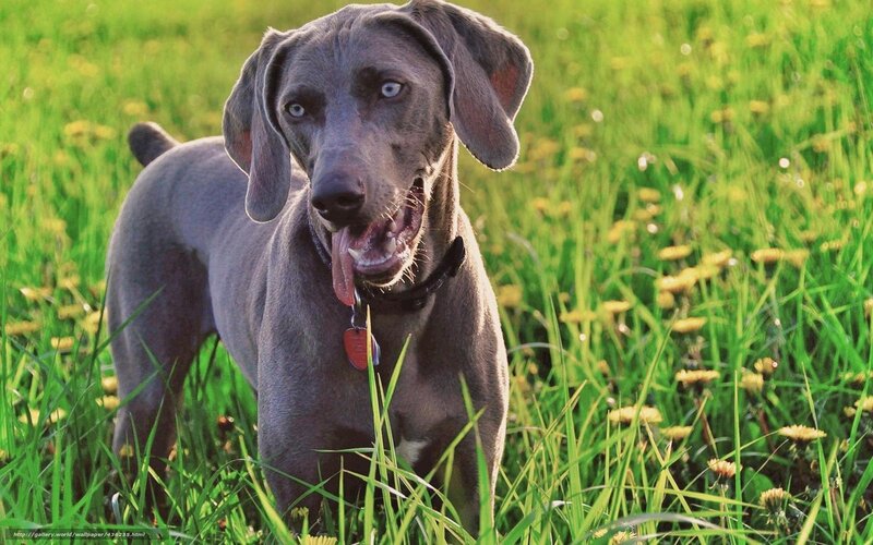Blue Weimaraner Dog — Green