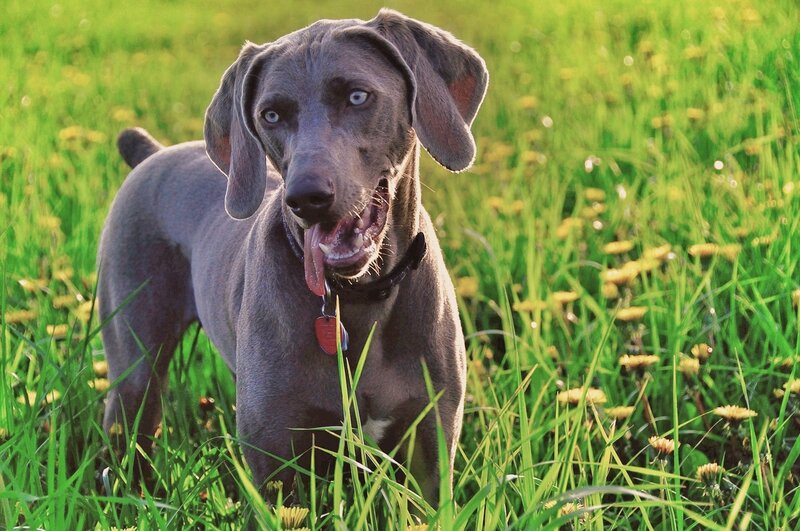 Blue Weimaraner Dog