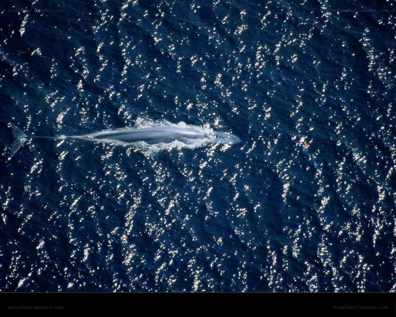 Blue whale swimming in ocean