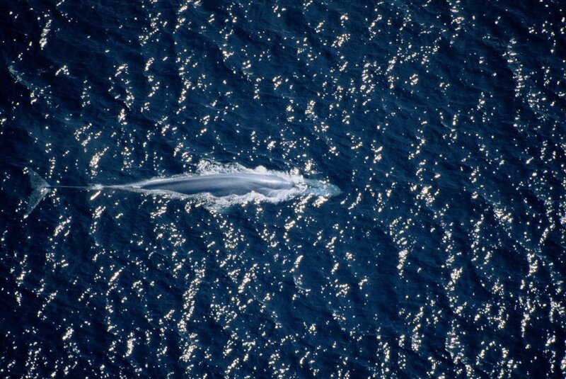 Blue Whale Swimming — Serene, Afternoon