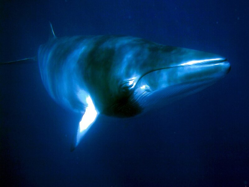 Blue whale swimming underwater