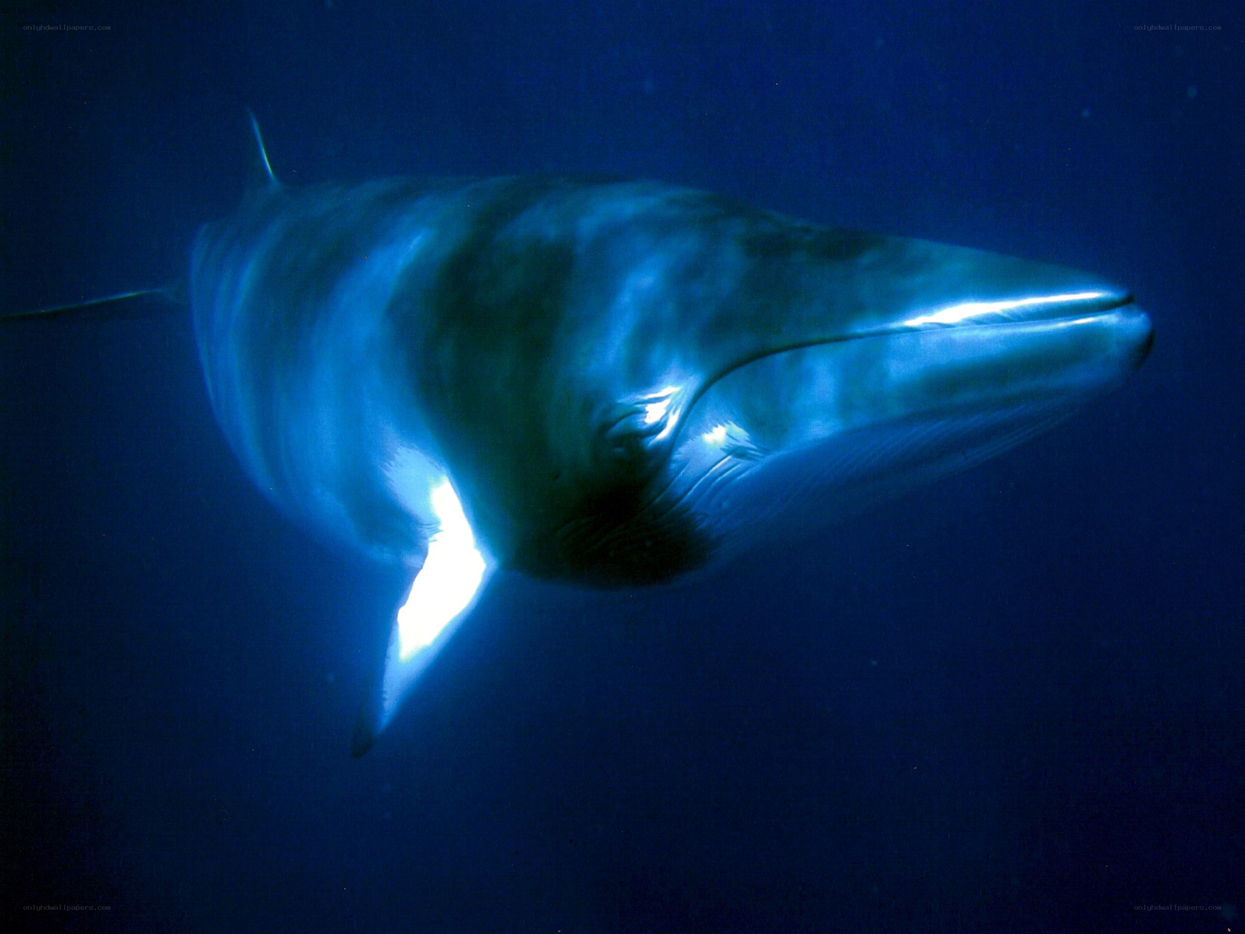 Blue whale swimming underwater