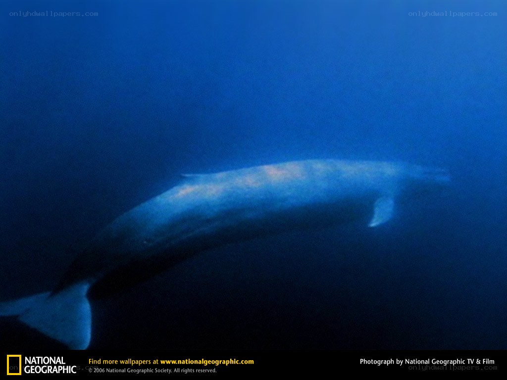 Blue whale underwater