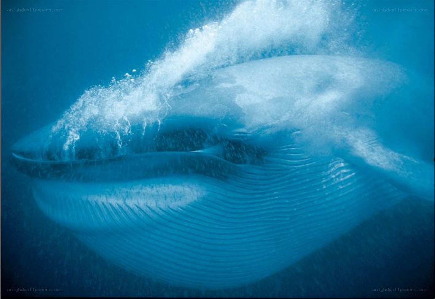 Blue whale underwater