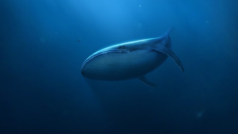 Blue Whale Underwater — Serene, Photograph, Ocean