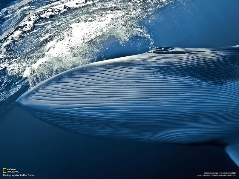 Blue Whale Underwater — Serene, Photograph