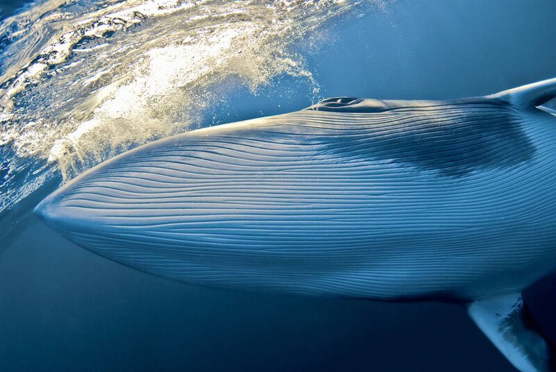 Blue Whale Underwater — Serene