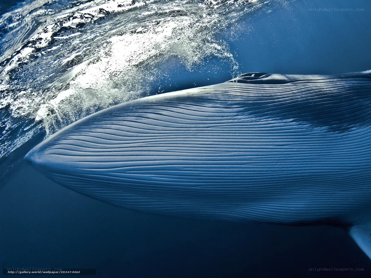 Blue whale underwater