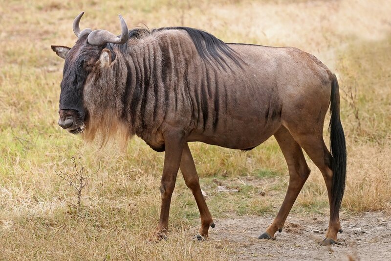 Blue Wildebeest in Grassland