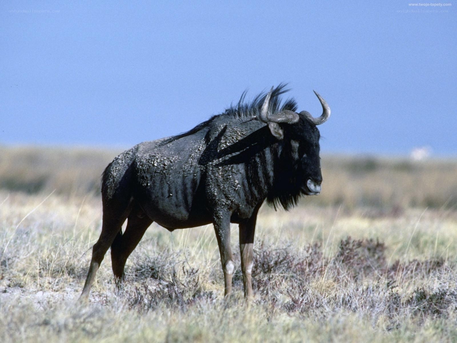 Blue wildebeest in savanna