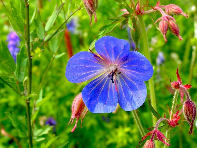 Blue Wildflower in Bloom