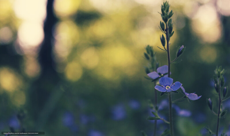 Blue Wildflower in Field