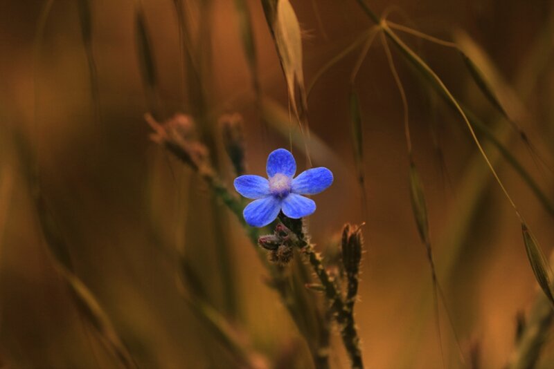 Blue Wildflower in Grass