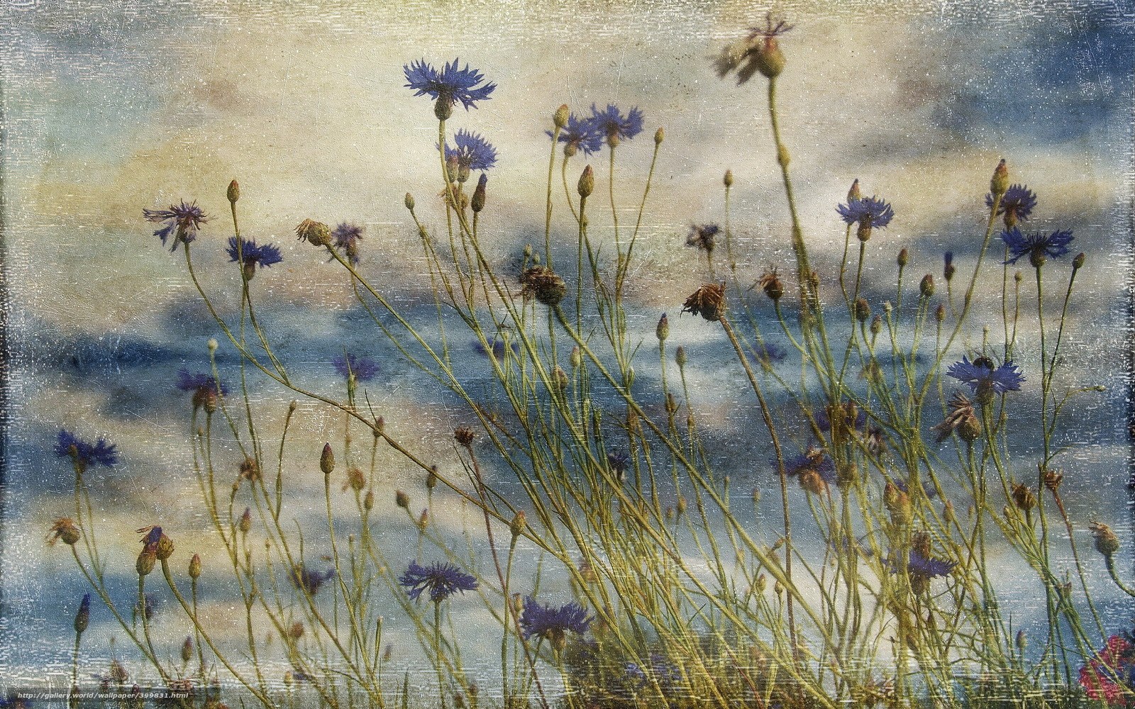 Blue wildflowers against a cloudy sky