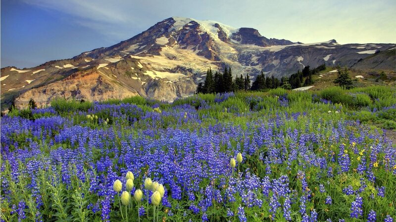 Blue Wildflowers and Mountain
