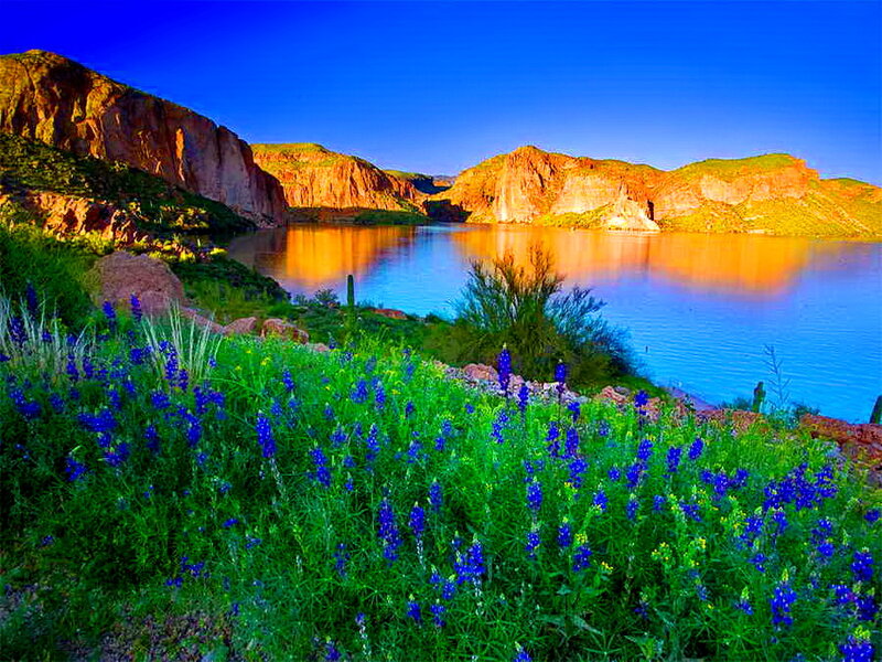 Blue Wildflowers by Lake