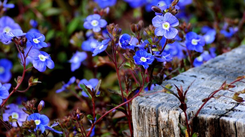 Blue Wildflowers by Log