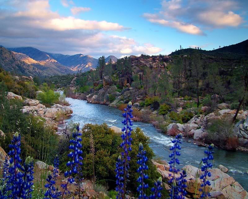 Blue Wildflowers by River