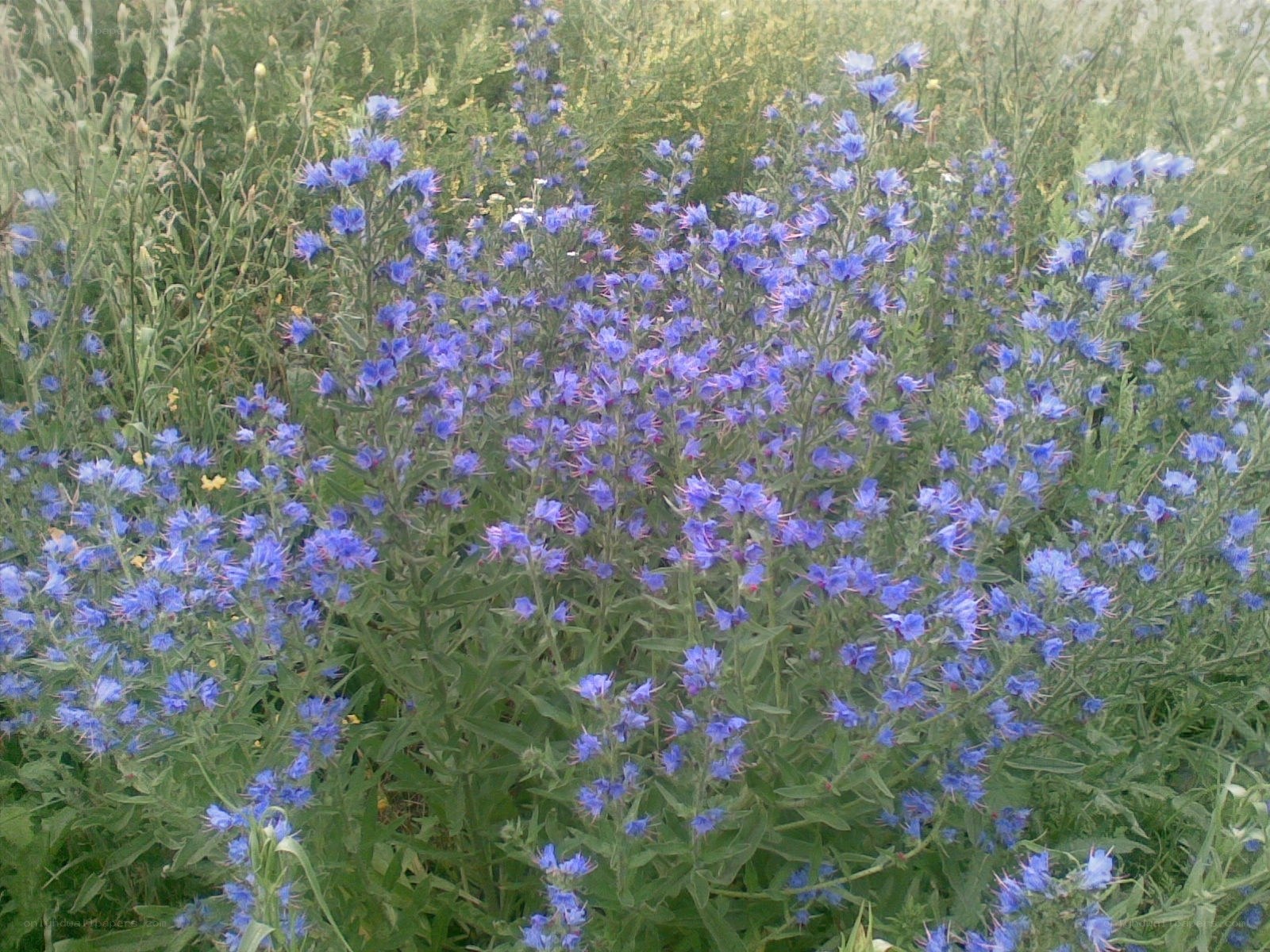 blue wildflowers in a field