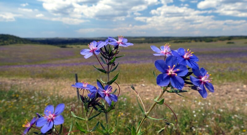 Blue wildflowers in a field