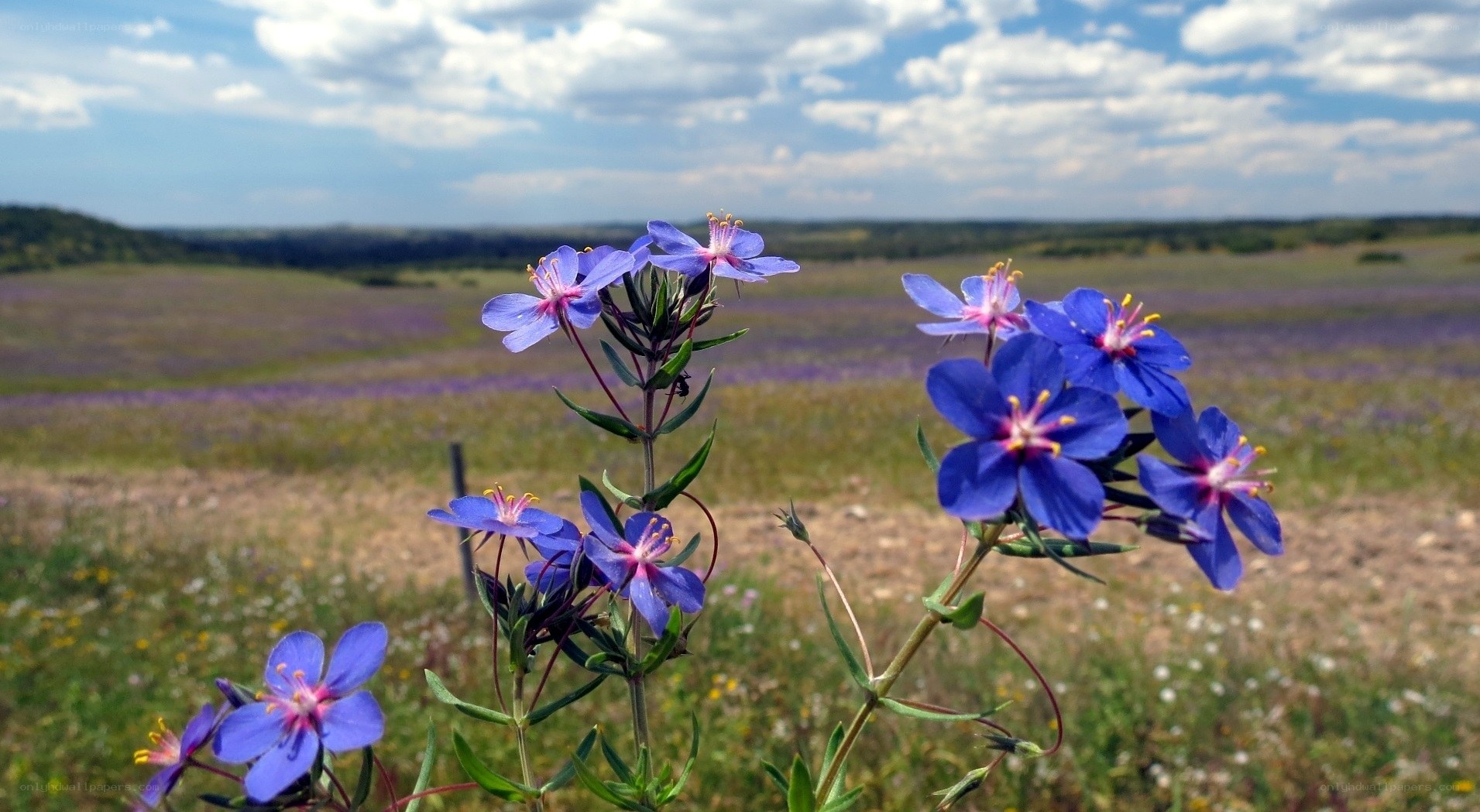 Blue wildflowers in a field