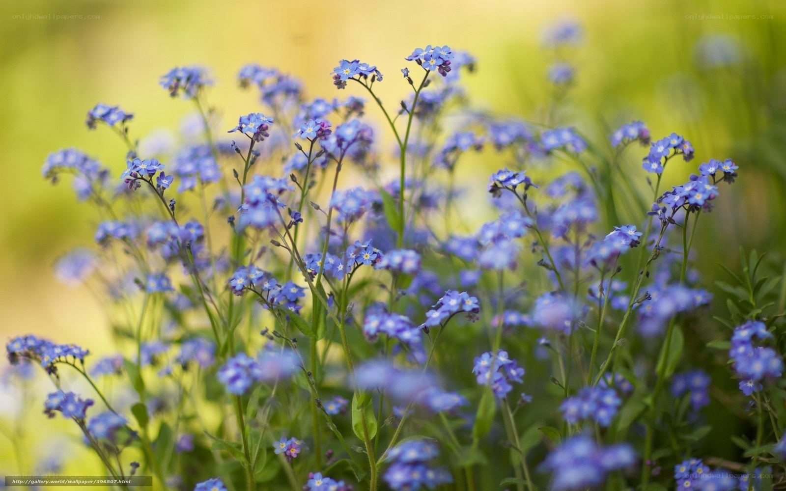 Blue wildflowers in a field